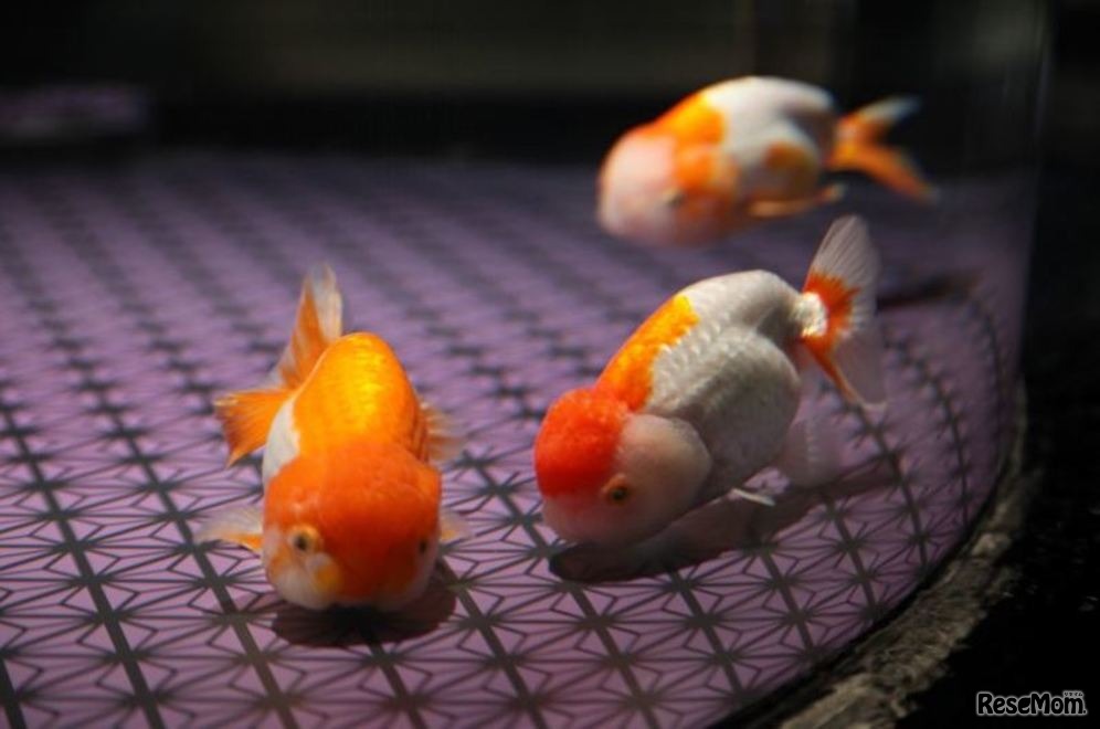 すみだ水族館「お江戸の金魚ワンダーランド」