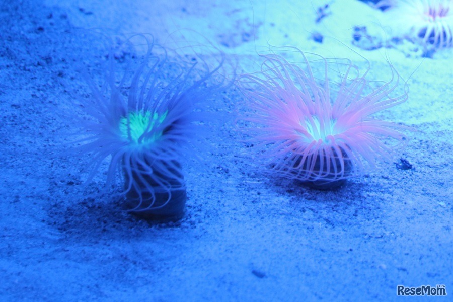 3章「暗い森」ハナギンチャク