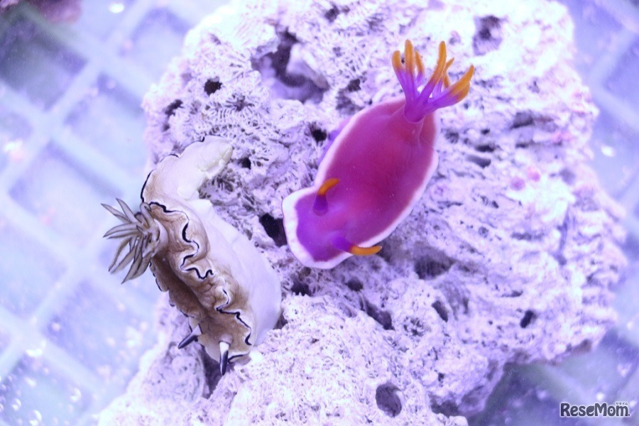 2章「ユニコーンの道案内」ウミウシ