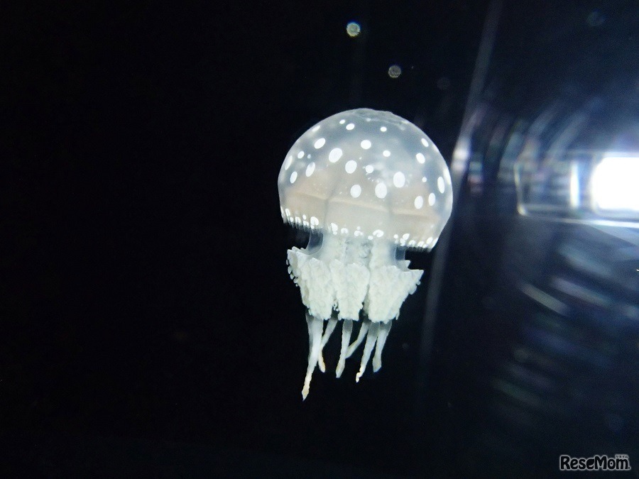 1章「ピンクの森」クラゲ