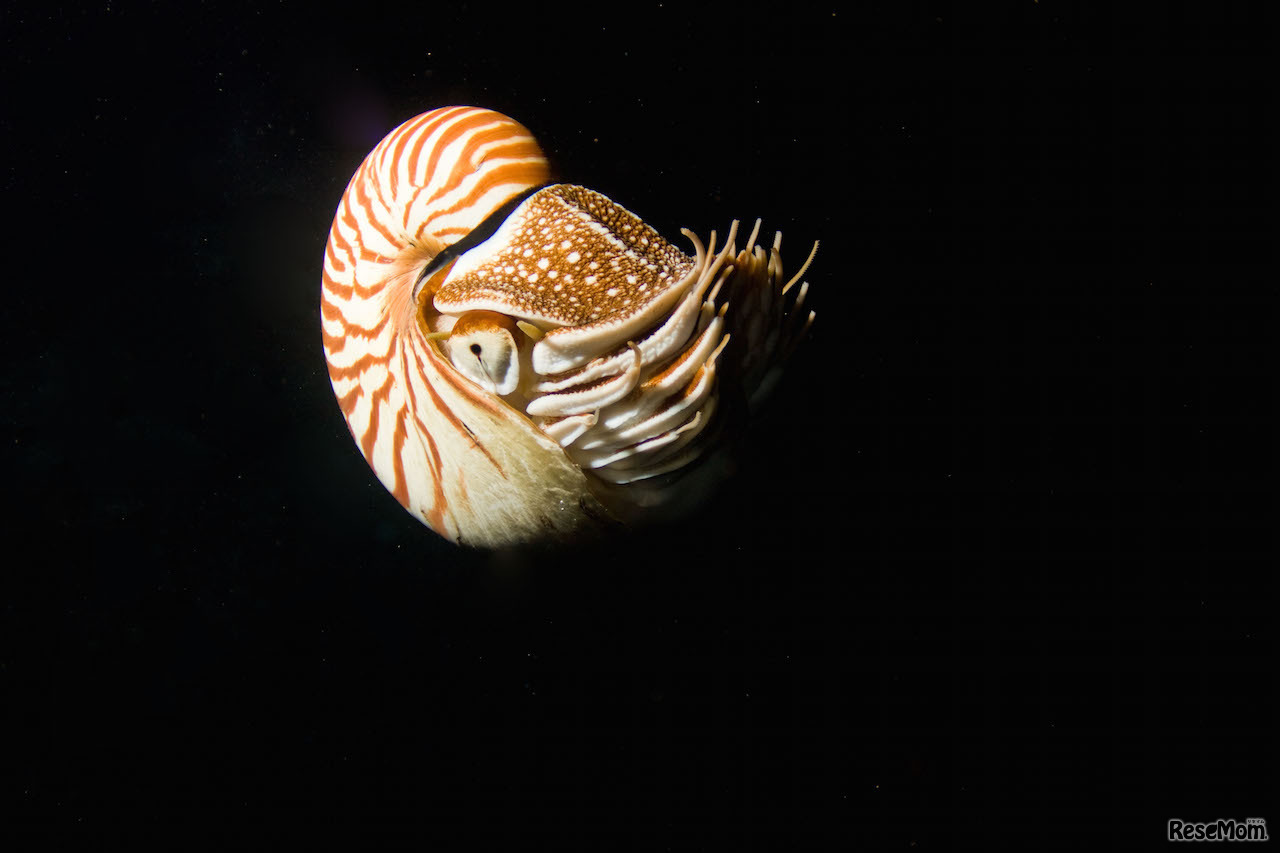 オウムガイ イメージ