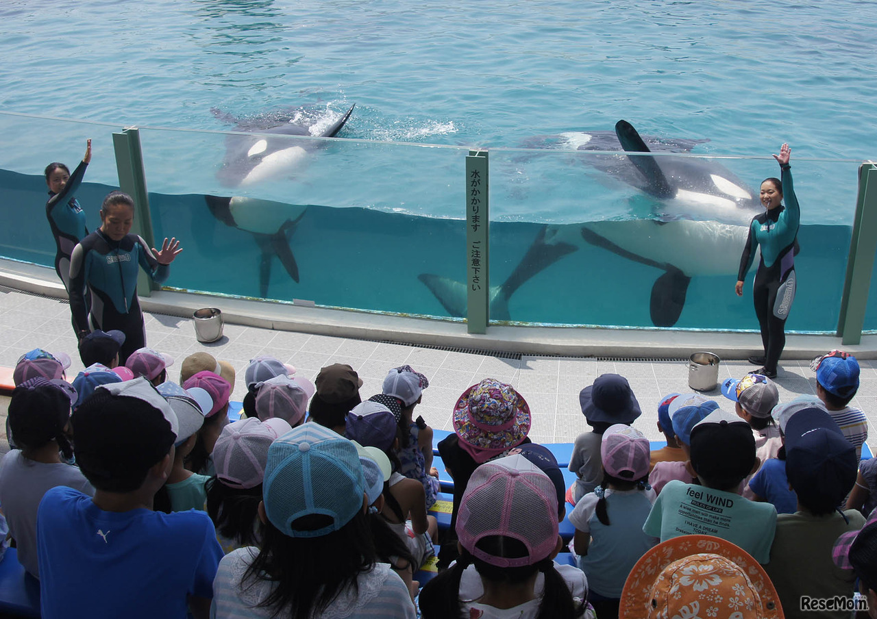 鴨川シーワールド「サマースクール」シャチ観察
