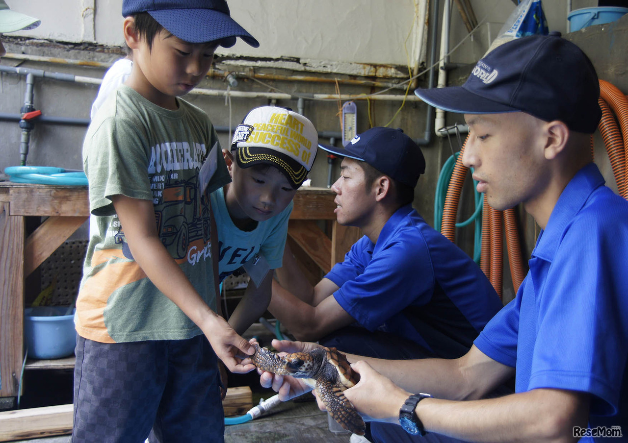 鴨川シーワールド「サマースクール」ウミガメ観察