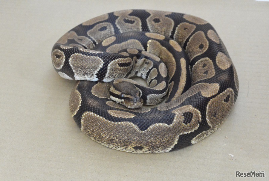 ボールニシキヘビ