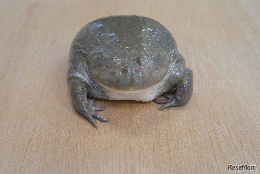 マルメタピオカガエル