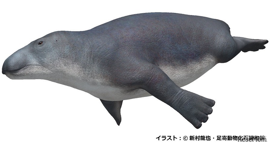 デスモスチルス　(c) 新村龍也・足寄動物化石博物館