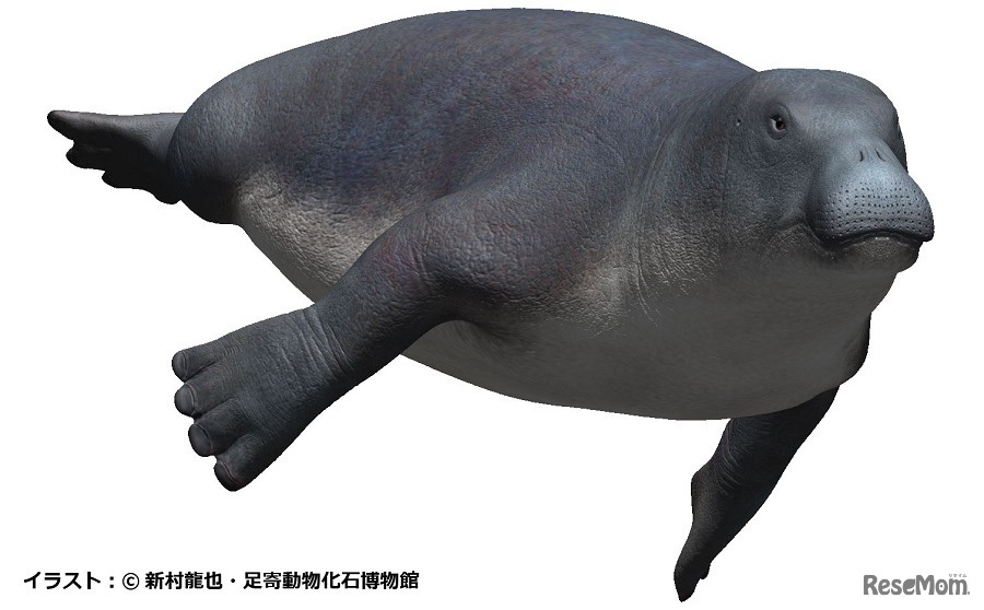 デスモスチルス　(c) 新村龍也・足寄動物化石博物館