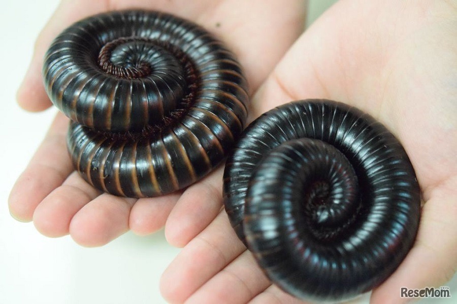 タンザニアオオヤスデ（写真提供：天王寺動物園）