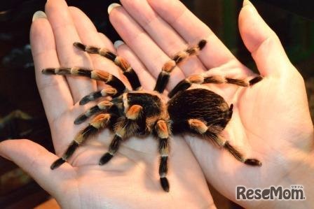 メキシカンレッドニー（写真提供：天王寺動物園）