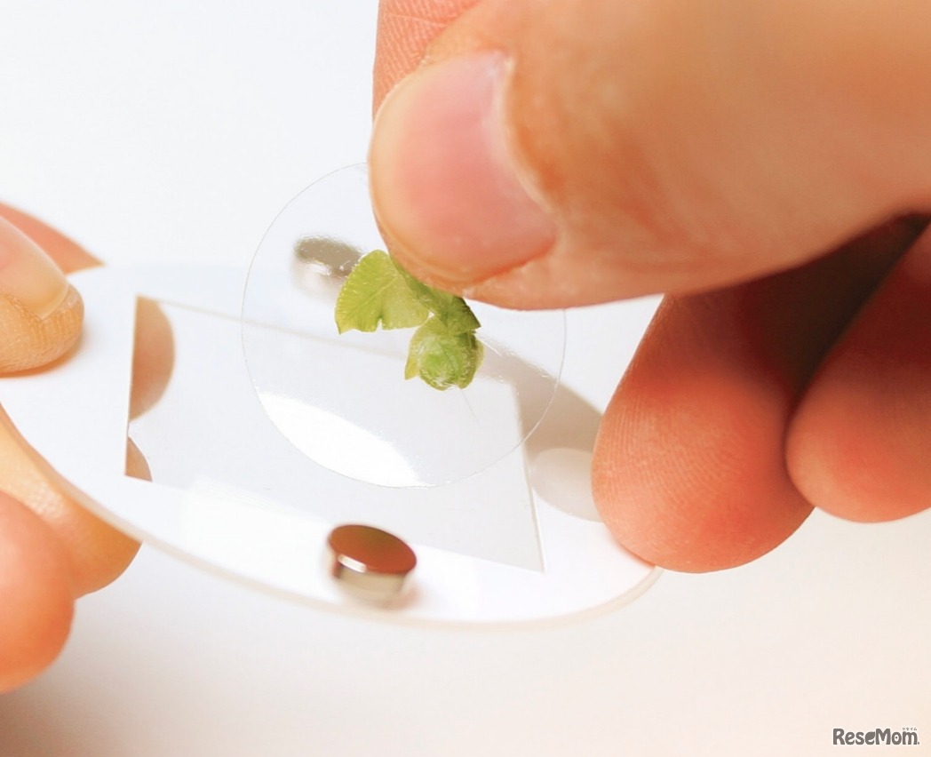 特殊なシール型のプレパラートで簡単採取