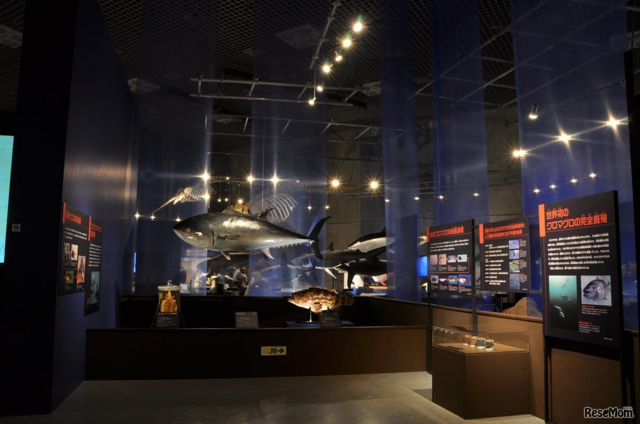 海のハンター展で展示されている完全養殖クロマグロのはく製