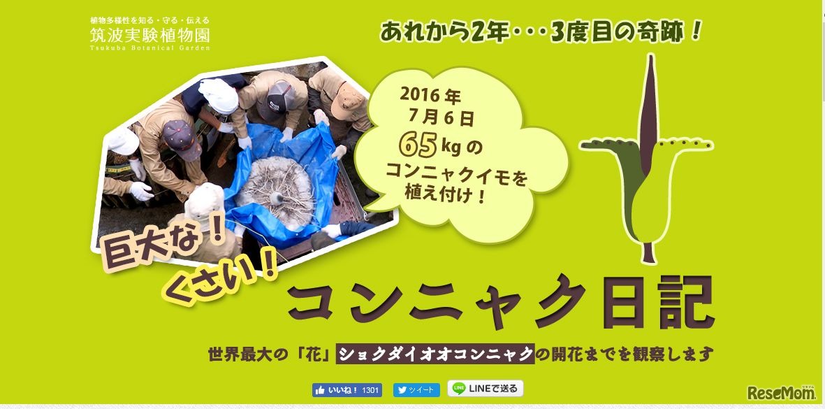 コンニャク日記