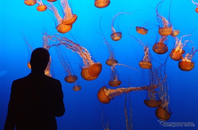 モントレー水族館