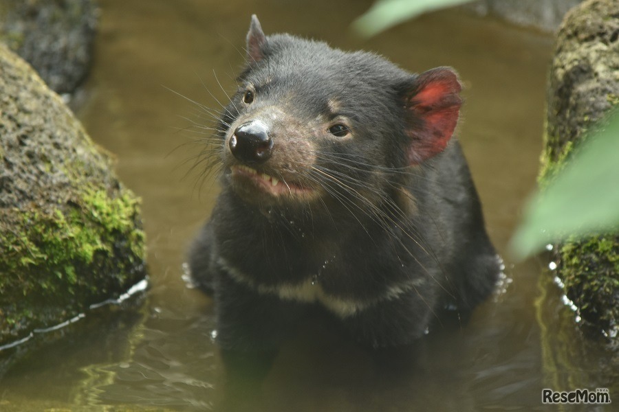 多摩動物公園「タスマニアデビル」　(c) 公益財団法人東京動物園協会