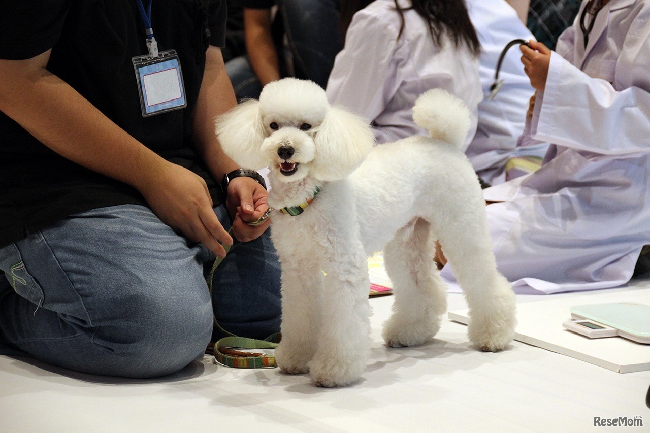 かわいらしく利口な子犬がお手伝い　「わんちゃんの健康を守ろう！どうぶつのお医者さん体験」