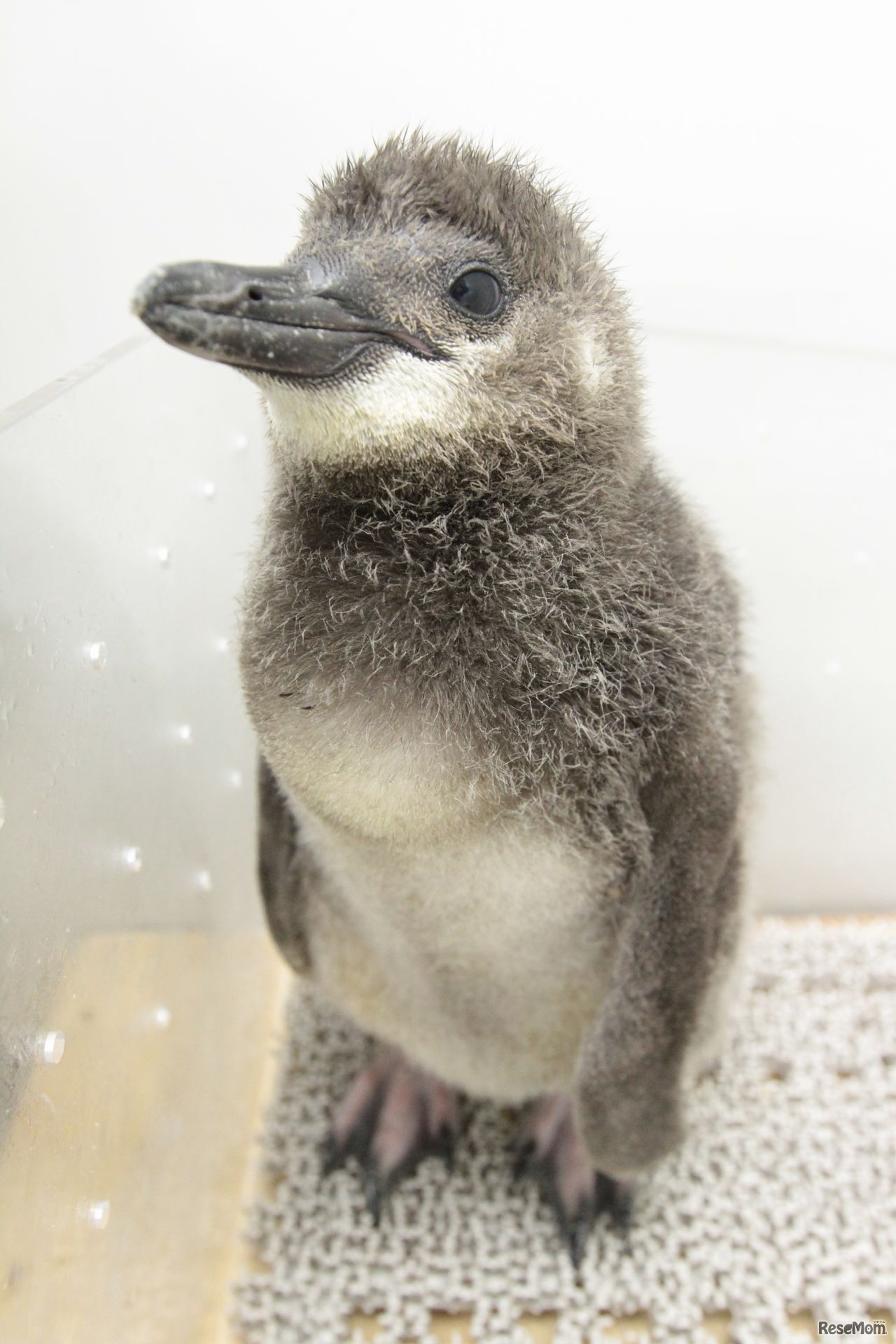 プールデビューめざして頑張れ！「ふうりん」