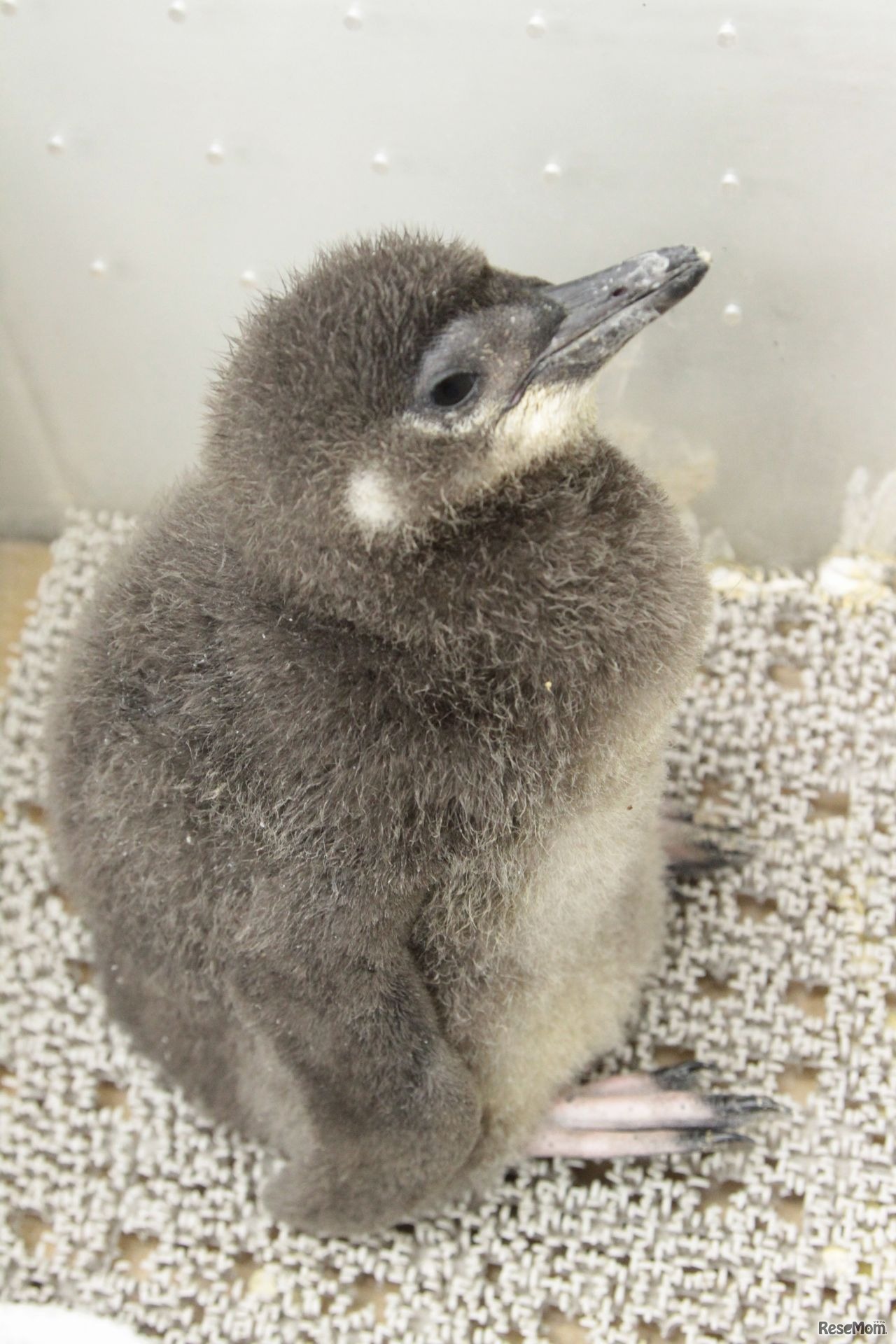プールデビューめざして頑張れ！「ふうりん」