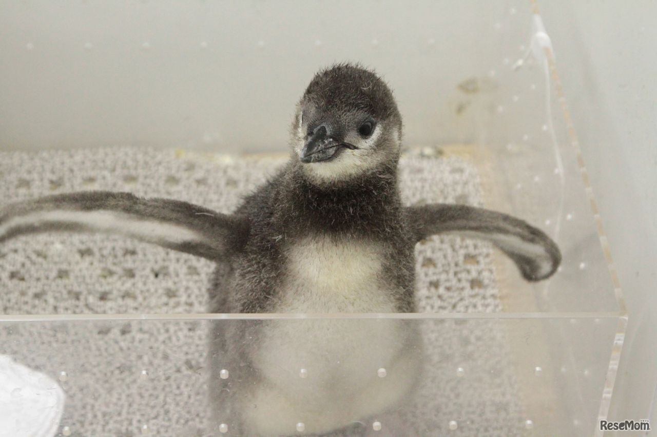 プールデビューめざして頑張れ！「ふうりん」