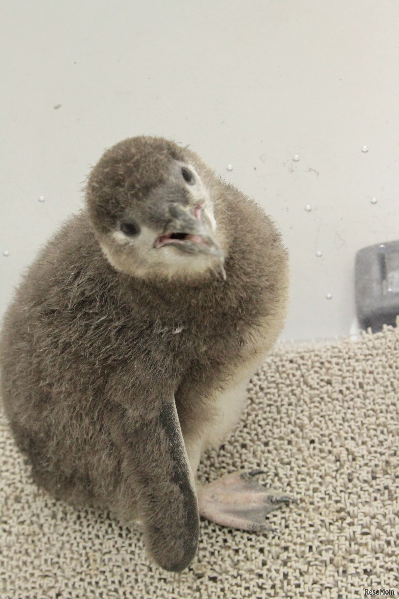 プールデビューめざして頑張れ！「ふうりん」