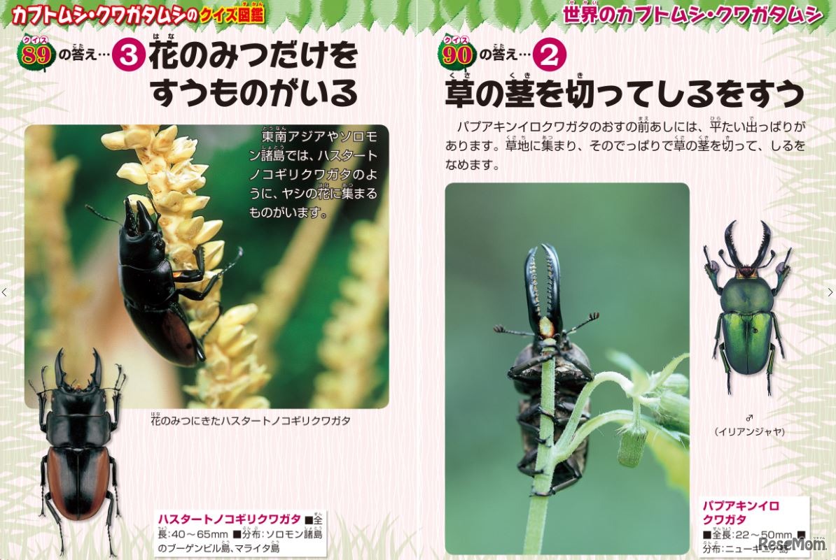 カブトムシ・クワガタムシのクイズ図鑑