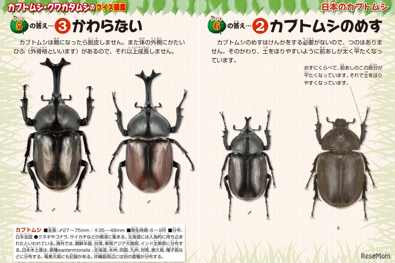 カブトムシ・クワガタムシのクイズ図鑑