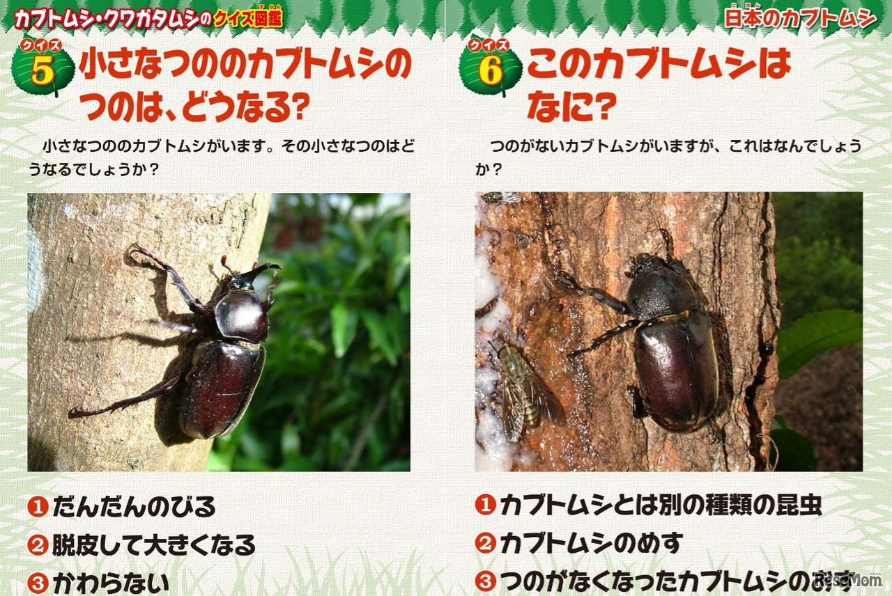 カブトムシ・クワガタムシのクイズ図鑑
