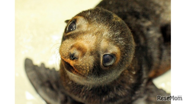 ミナミアメリカオットセイ