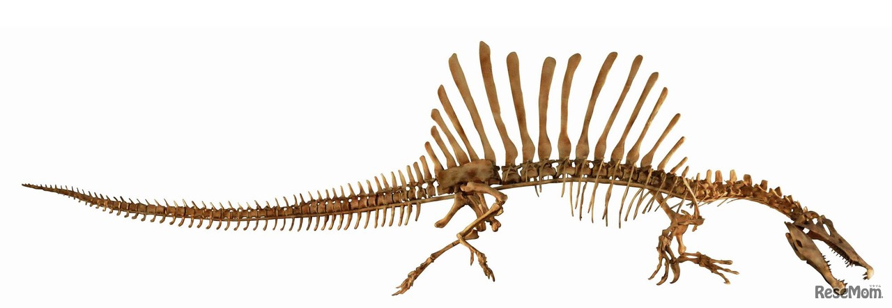 スピノサウルスの全身復元骨格　Courtesy of The University of Chicago / photo by Mike Hettwer