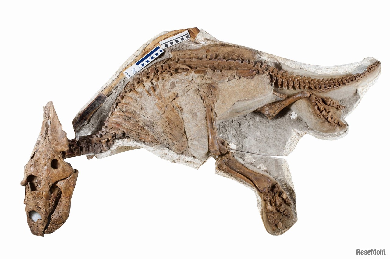 カスモサウルスの赤ちゃん実物化石　所蔵：アルバータ大学（カナダ）　Photographed by John Ulan, (c) University of Alberta, Faculty of Science.