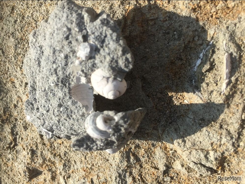 わくわく化石発掘ツアー