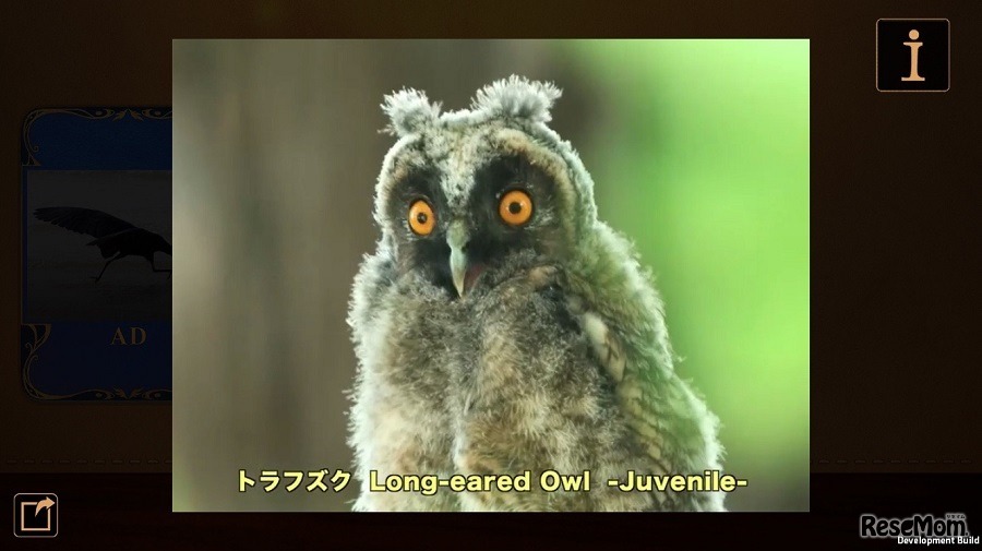 344種類の野鳥、500本の動画を収録