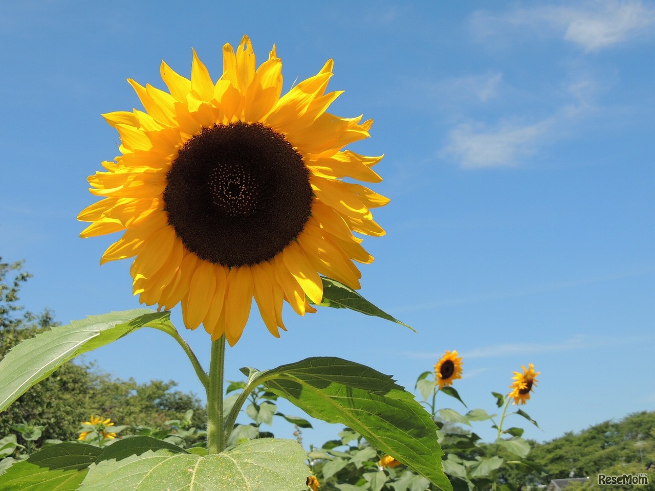 画像はイメージです