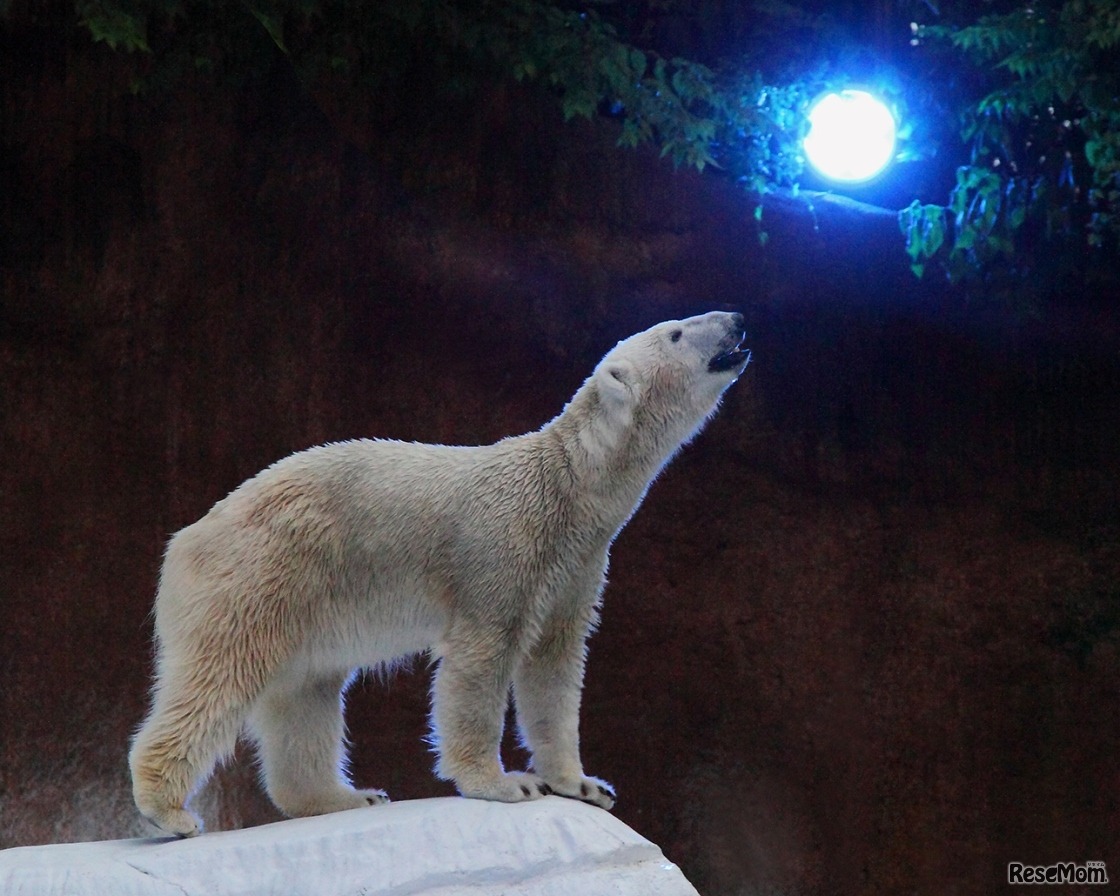 ナイトZOOでのホッキョクグマのようす　画像提供：大阪市天王寺動物園