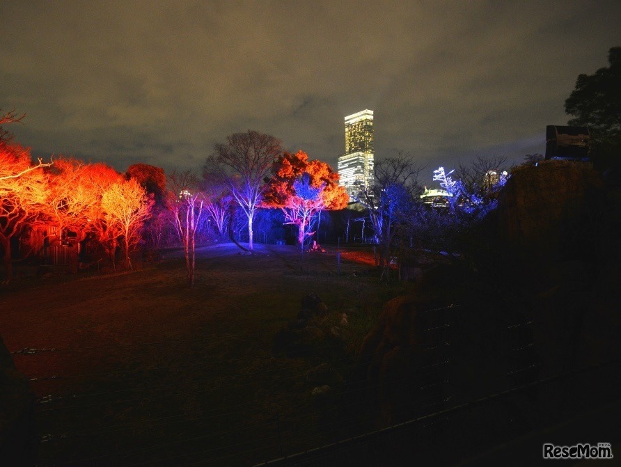 サバンナエリアのライトアップのようす　画像提供：大阪市天王寺動物園