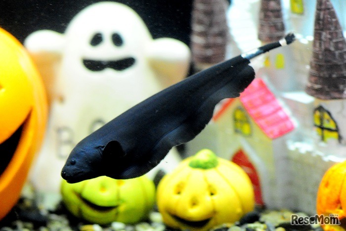 おばけのような「ブラックゴースト」