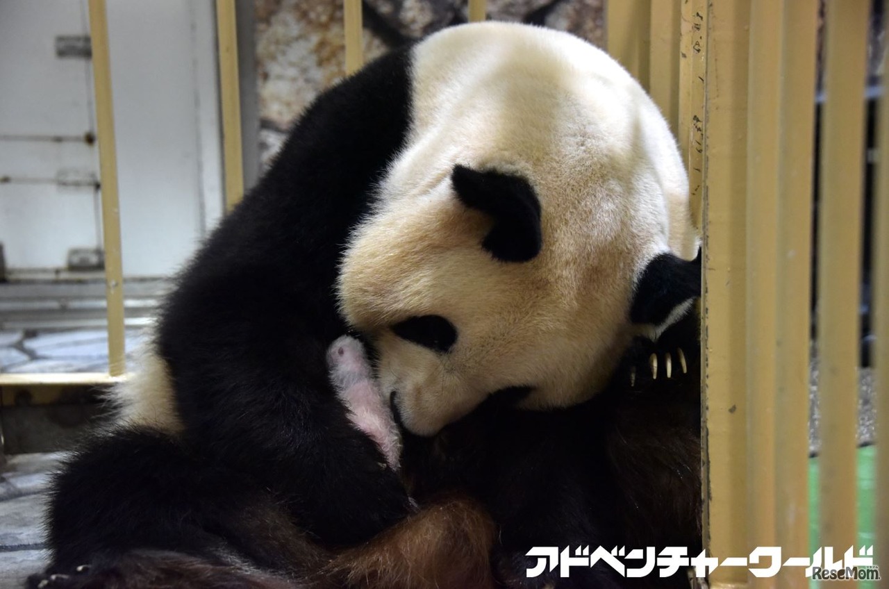 良浜（らうひん）と赤ちゃん