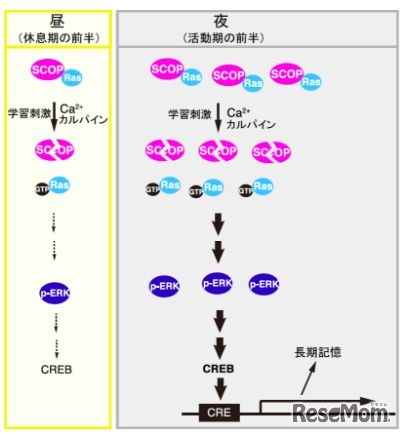 昼夜で記憶力が変化する分子的な仕組み
