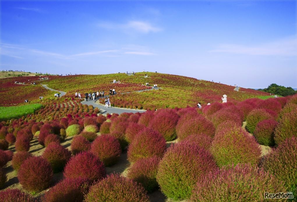 色づき始めたコキア