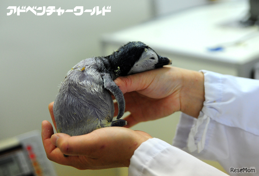 エンペラーペンギンの赤ちゃん誕生、自然育雛にチャレンジ