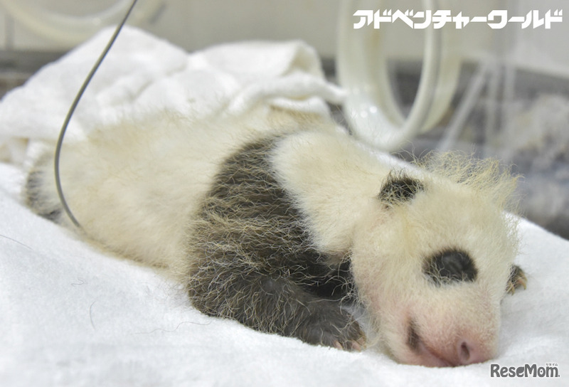 10月18日に撮影された赤ちゃんパンダのようす