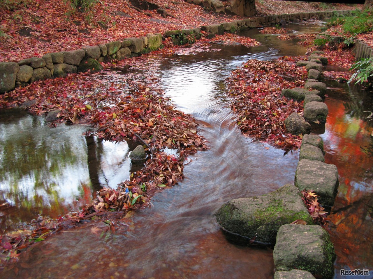 校内を流れる秋のすすぎ川