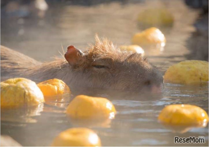 カピバラのゆず湯