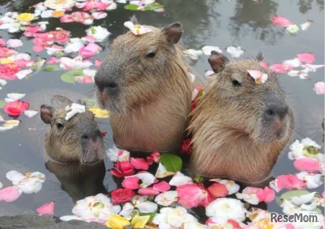 カピバラの変わり湯