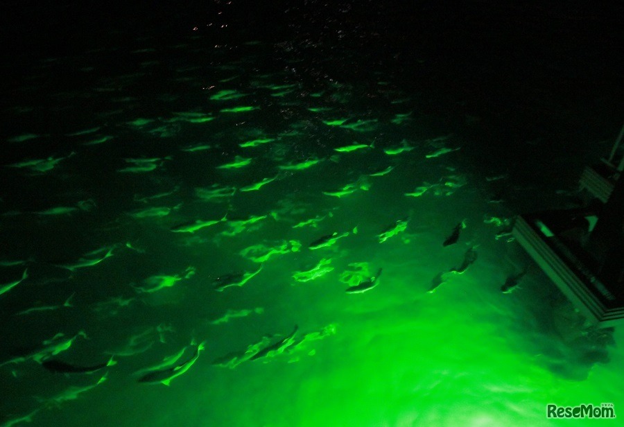 ブリの海中流星群