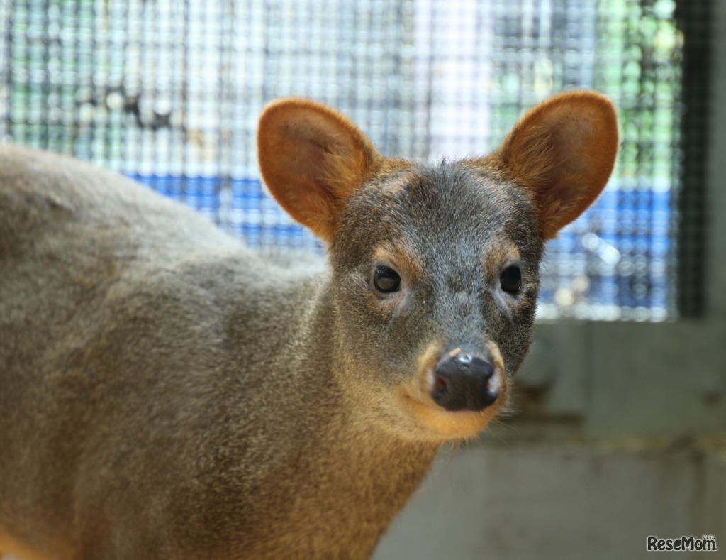 世界最小のシカ「プーズー」がやってきた！　メスのプーズー