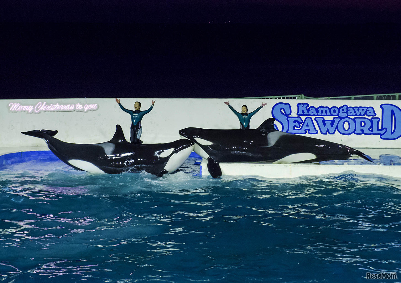 シャチクリスマスナイトパフォーマンス