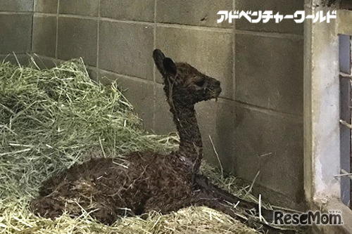アドベンチャーワールド　アルパカの赤ちゃん誕生 ！ 12月16日より公開