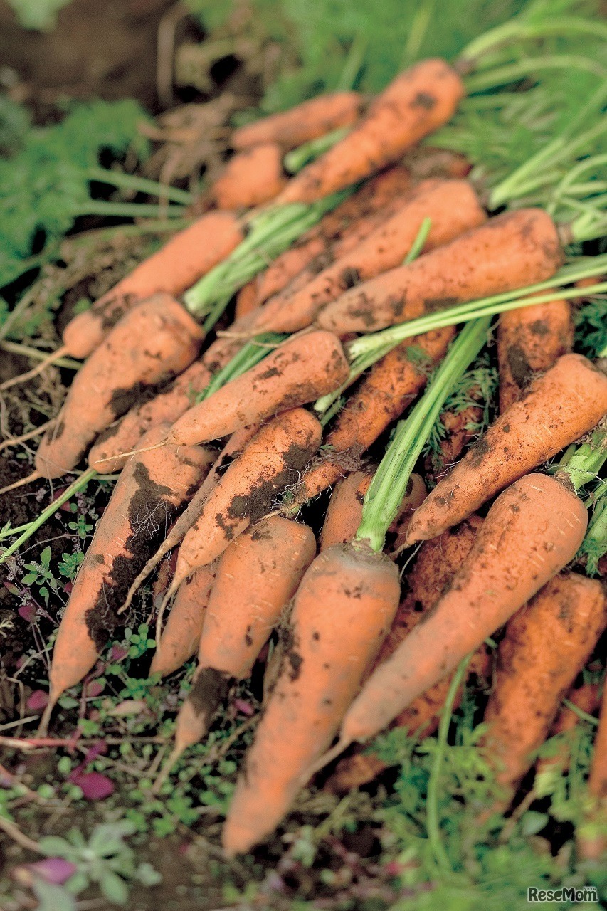 にんじん（イメージ）