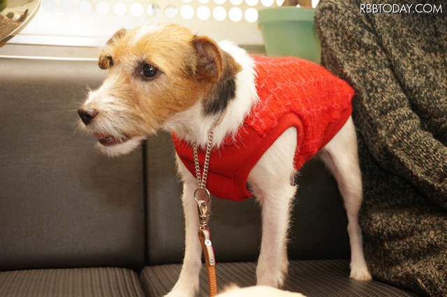 青山家のララちゃん