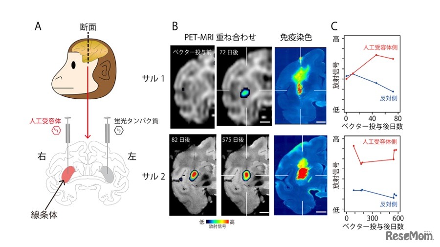 サルの脳内に発現した人工受容体のPETによるイメージング